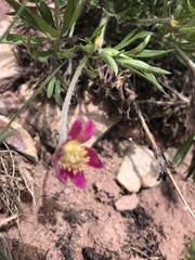 Anemone multifida multifida