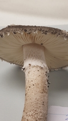 Amanita wadjukiorum