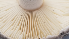 Amanita wadjukiorum