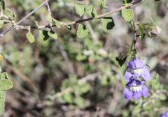 Epixiphium wislizeni