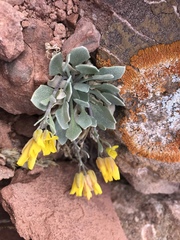 Physaria alpina