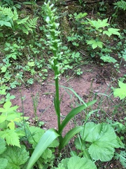 Platanthera aquilonis