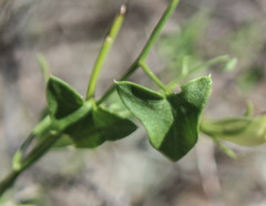 Epixiphium wislizeni