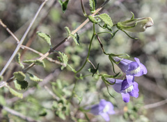 Epixiphium wislizeni