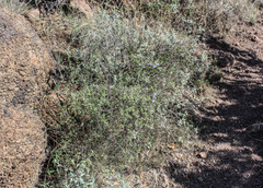 Epixiphium wislizeni