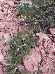Eriogonum coloradense