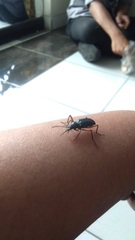 Strongylium erythrocephalum