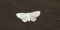 Idaea obfusaria