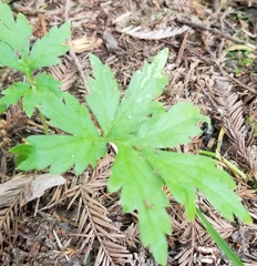 Hydrophyllum tenuipes