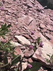 Anemone multifida multifida