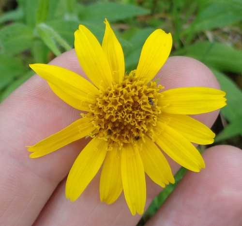 Arnica lanceolata ssp. lanceolata