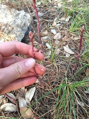Bletia nitida