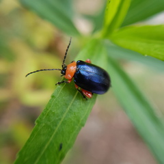 Asphaera abdominalis