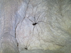 Forsteropsalis photophaga