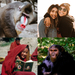 קופים בעלי זנב - Photo ללא זכויות יוצרים, uploaded by Abhas Misraraj