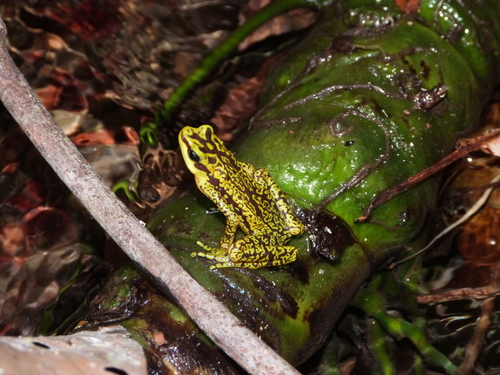 Rancho Grande Harlequin Frog, Atelopus cruciger