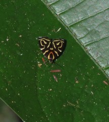 Hemerophila albertiana