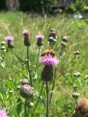 Apis mellifera