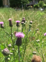 Apis mellifera