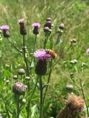 Apis mellifera