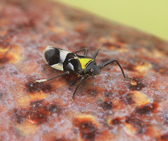 Megaloplastinx carinifrons