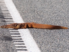 Varanus panoptes rubidus