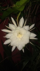 Epiphyllum oxypetalum
