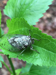 Neocicada hieroglyphica