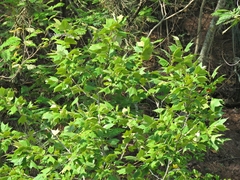 Platanaceae