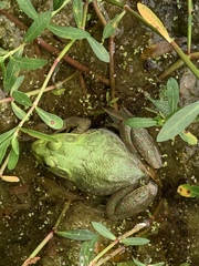 Lithobates clamitans