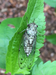 Neocicada hieroglyphica