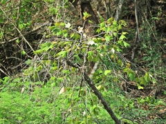 Platanaceae