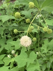 Cephalanthus occidentalis