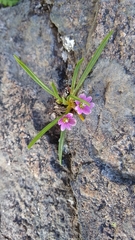 Lewisia pygmaea