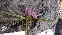 Lewisia pygmaea
