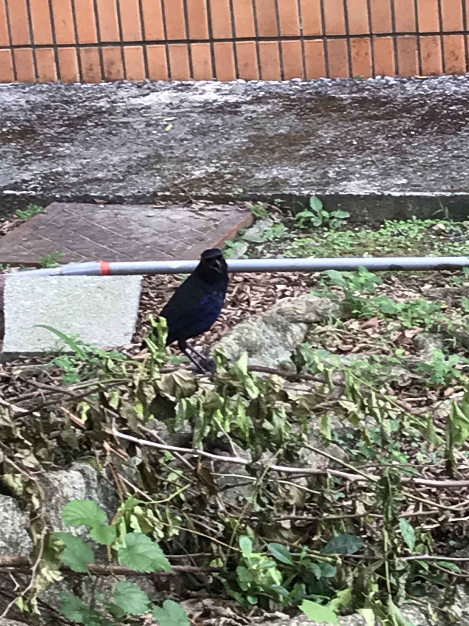 Taiwan Whistling Thrush
