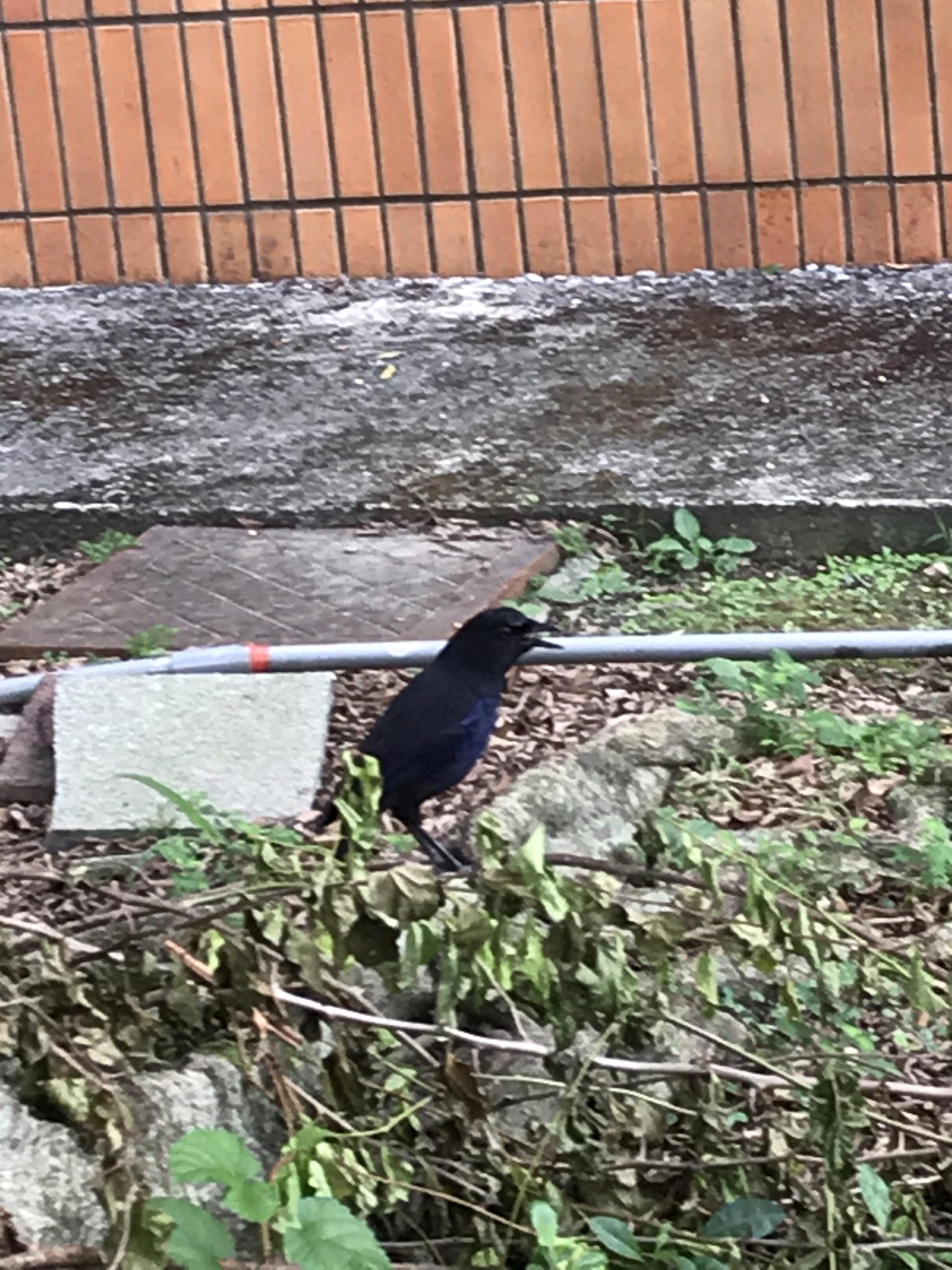 Taiwan Whistling Thrush