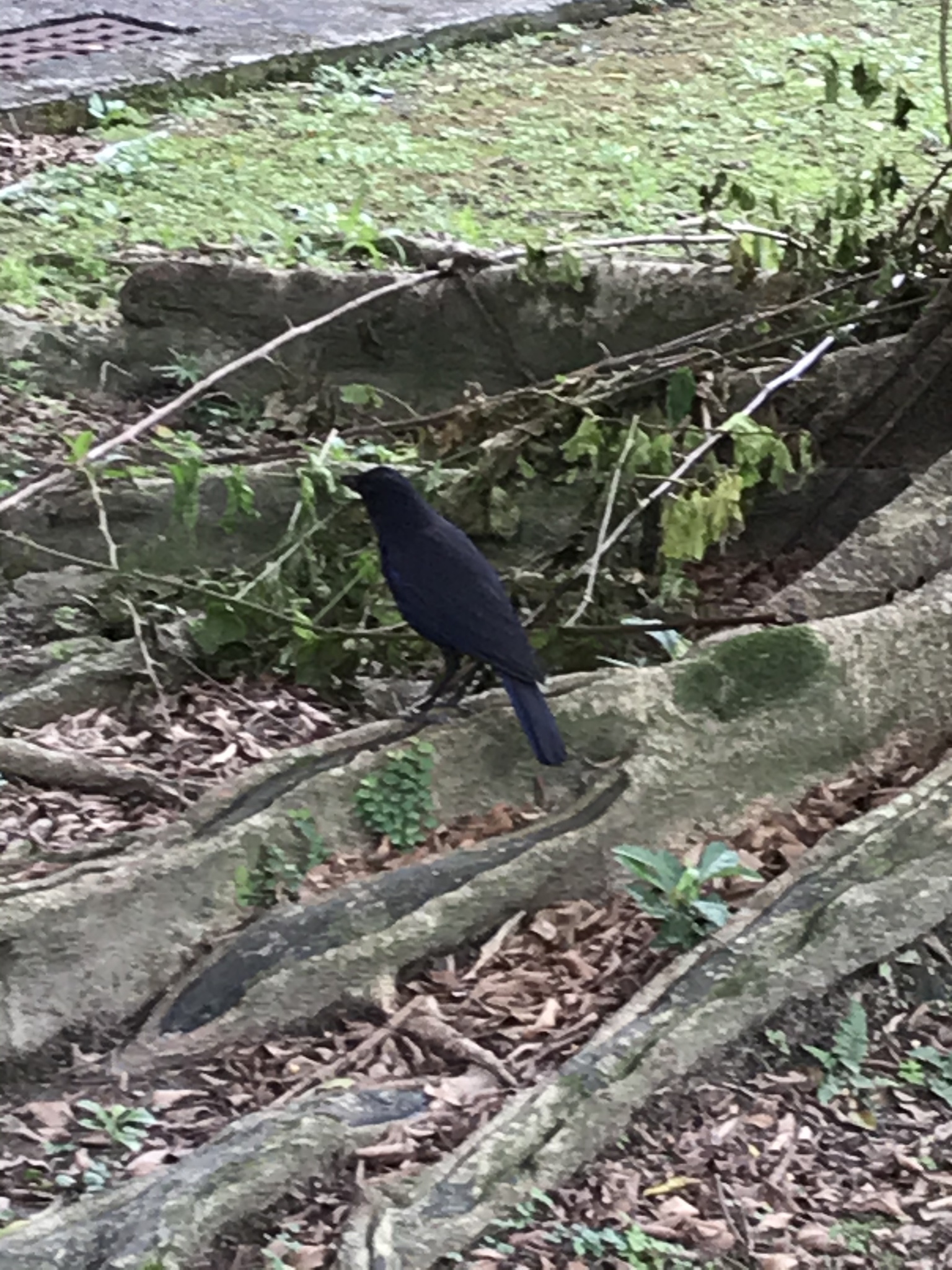 Taiwan Whistling Thrush