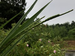 Tripsacum dactyloides