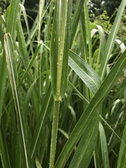 Tripsacum dactyloides