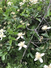 Clematis