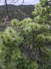 Clematis