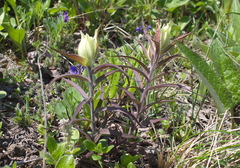 Castilleja pavlovii
