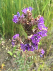 Phacelia franklinii