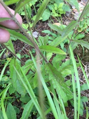 Eupatorium album