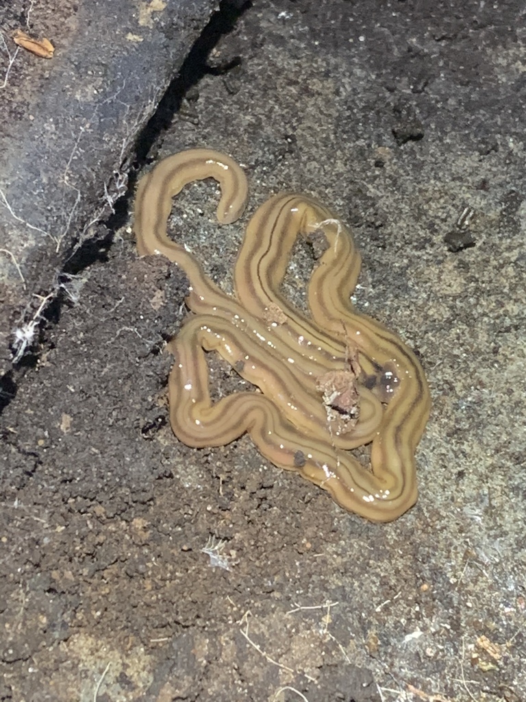 Shovelheaded Garden Worm from 20555 WallerTomball Rd, Hockley, TX, US