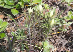 Castilleja pallida