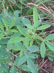 Melilotus albus image