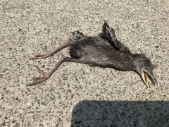 Aves