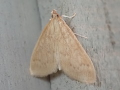 Framinghamia helvalis